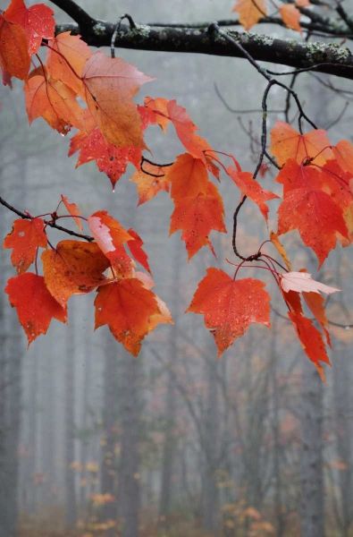 MI, Red maple leaves hang in a foggy forest